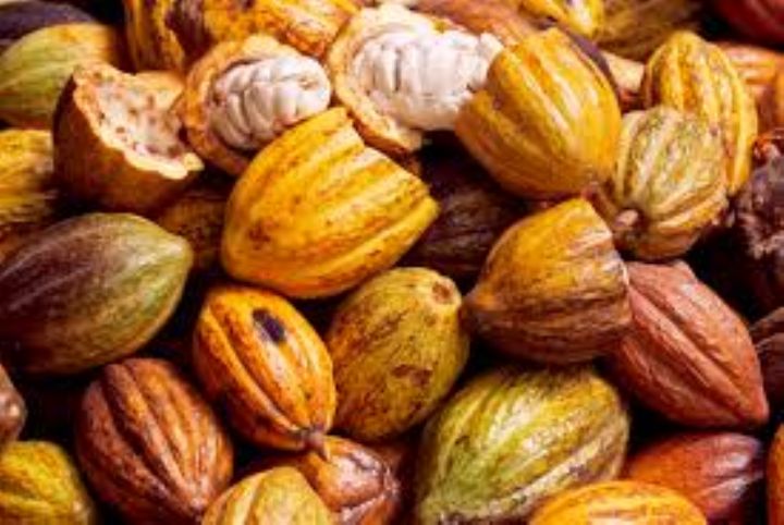 Côte d'Ivoire : le prix du Cacao passe de 1000 FCFA à 1500 F CFA